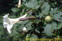 Datura metel